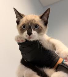 Shelter Stray Female Cat last seen Near Toluca, San Diego, CA, 92114, 5500 Gaines St, San Diego, CA 92110, USA