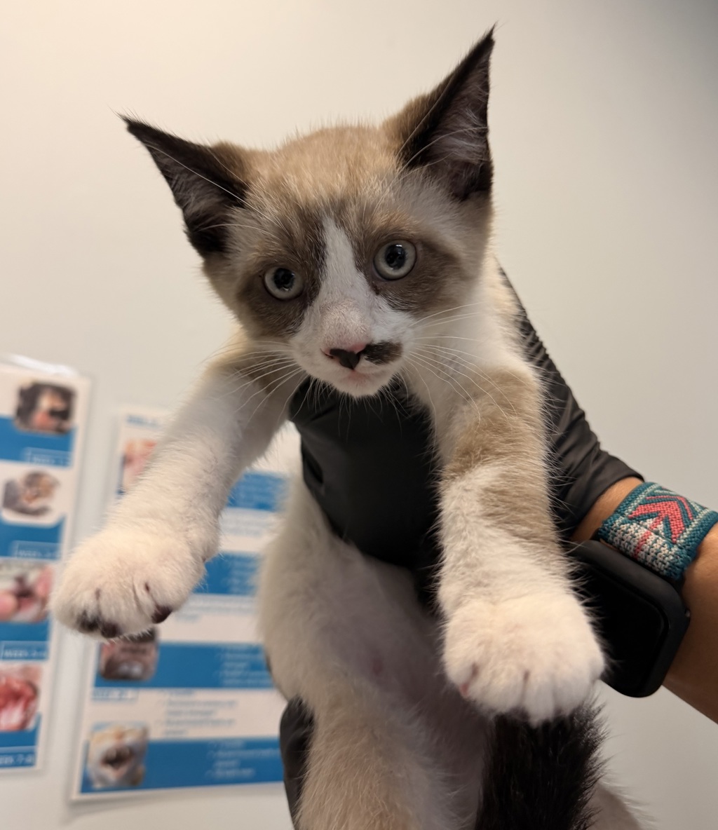 Shelter Stray Male Cat last seen Near Toluca, San Diego, CA, 92114, 5500 Gaines St, San Diego, CA 92110, USA