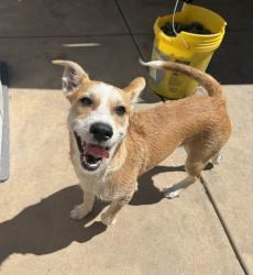 Shelter Stray Male Dog last seen Near Easy Street, San Diego, CA, 92105, 5500 Gaines St, San Diego, CA 92110, USA