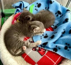 Shelter Stray Male Cat last seen Near Cordoba Avenue, Spring Valley, CA, 91977, El Cajon, CA 92020, USA