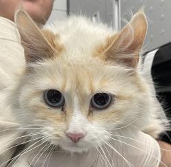 Shelter Stray Female Cat last seen CO, 580 McIntyre St, Golden, CO 80401, USA