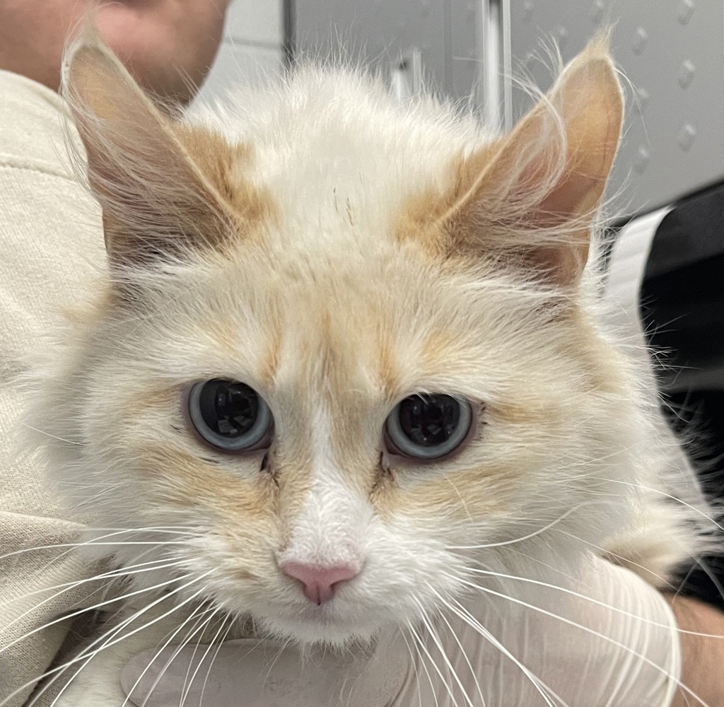Shelter Stray Female Cat last seen CO, 580 McIntyre St, Golden, CO 80401, USA