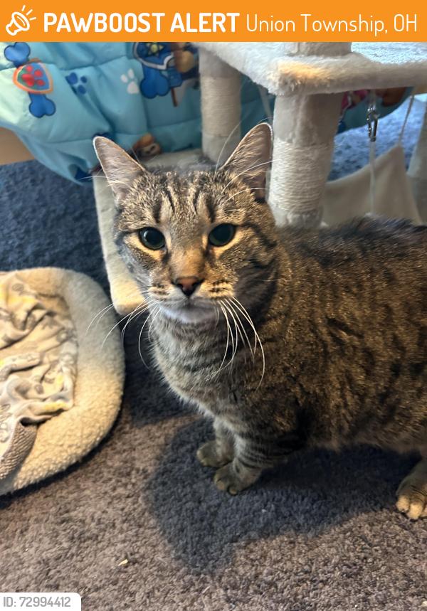 Found/Stray Male Cat last seen Creek stone and WoodKnoll in Shayler Crossing , Union Township, OH 45103