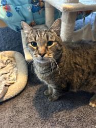 Found/Stray Male Cat last seen Creek stone and WoodKnoll in Shayler Crossing , Union Township, OH 45103