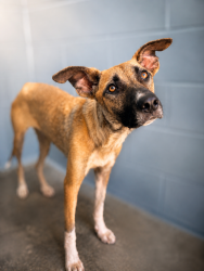 Shelter Stray Female Dog last seen Lajeunie Road, CARENCRO, LA, 70520, 410 Dugas Rd, Lafayette, LA 70507, USA