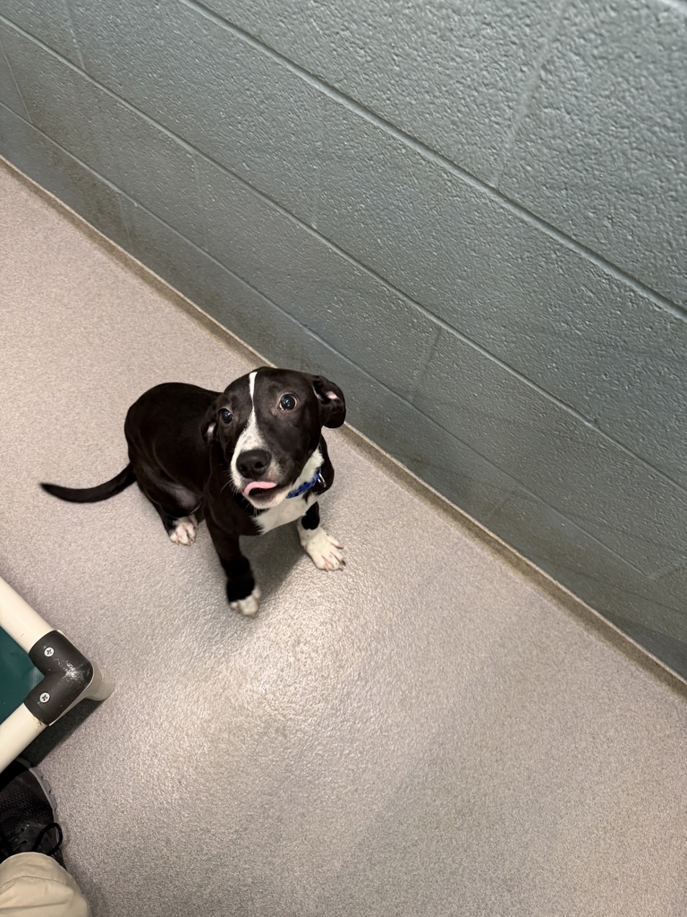 Shelter Stray Female Dog last seen Near Ulinor Road, SCOTT, LA, 70583, 410 Dugas Rd, Lafayette, LA 70507, USA