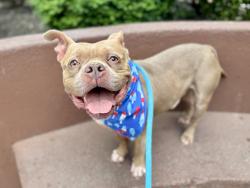 Shelter Stray Male Dog last seen E 174 Street, BRONX, NY, 10452, 326 E 110th St, New York, NY 10029, USA