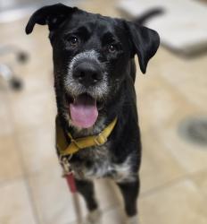 Shelter Stray Male Dog last seen PORTLAND, OR, 97213, 1700 W Historic Columbia River Hwy, Troutdale, OR 97060, USA
