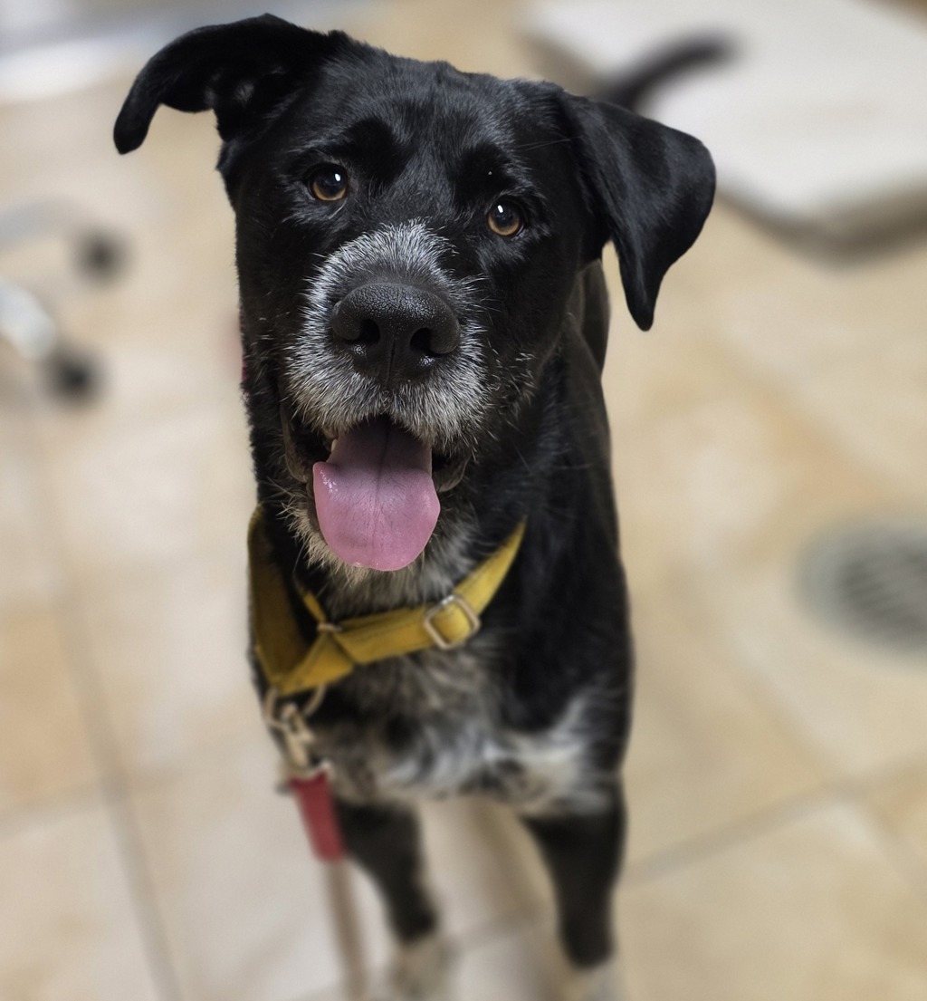 Shelter Stray Male Dog last seen PORTLAND, OR, 97213, 1700 W Historic Columbia River Hwy, Troutdale, OR 97060, USA