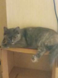 Lost Female Cat last seen West Lake Park , Davenport, IA 52804