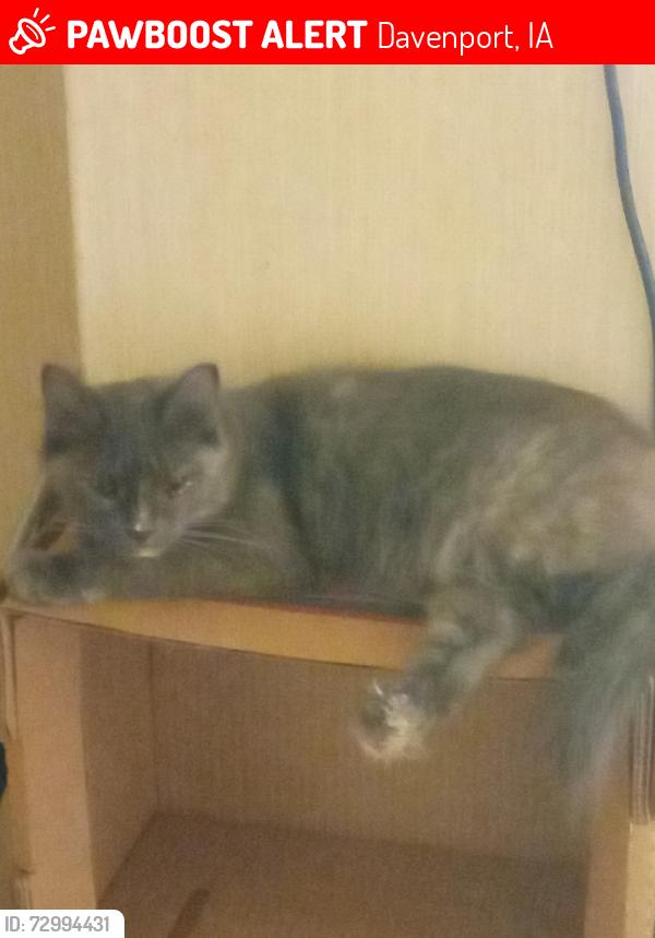 Lost Female Cat last seen West Lake Park , Davenport, IA 52804