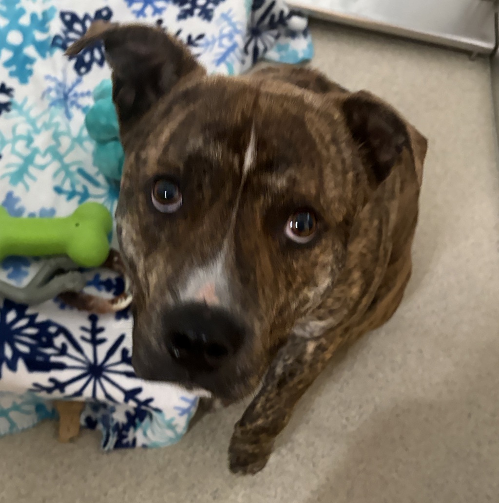 Shelter Stray Male Dog last seen Near Mitchendale Avenue, FERNDALE, MI, 48220, 1200 N Telegraph Building 42E, Pontiac, MI 48340, USA