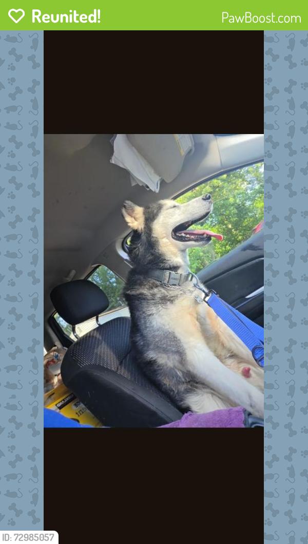 Reunited Male Dog last seen Home, Gary, IN 46403