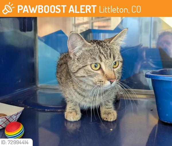 Found/Stray Unknown Cat last seen Mineral and Platte Canyon, Littleton, CO 80128