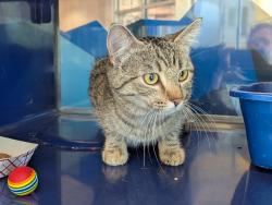Found/Stray Unknown Cat last seen Mineral and Platte Canyon, Littleton, CO 80128