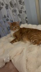 Reunited Male Cat last seen Near lake street salem nh, Salem, NH 03079