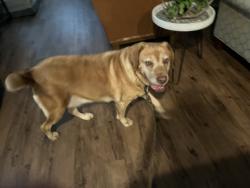 Found/Stray Female Dog last seen Jasmine Heights subdivision, Harris County, TX 77449