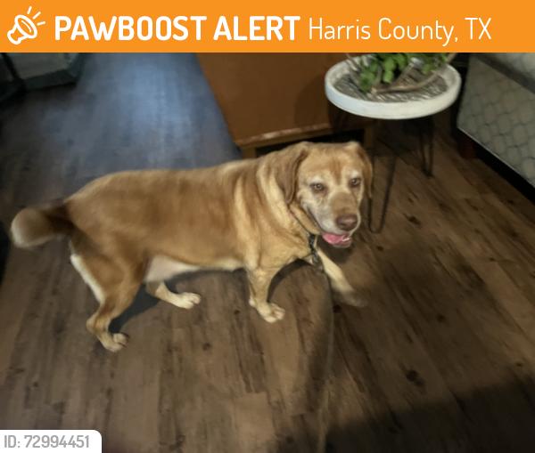 Found/Stray Female Dog last seen Jasmine Heights subdivision, Harris County, TX 77449