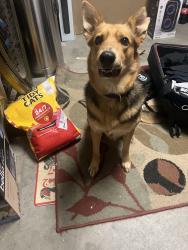 Reunited Female Dog last seen Witch hazel and arbor Park Lane , Moreno Valley, CA 92553