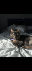 Reunited Female Cat last seen Forty Niner trail , Lathrop, CA 95330