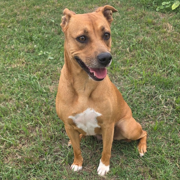 Shelter Stray Female Dog last seen , 3428 S Jenkins Ave, Norman, OK 73072, USA
