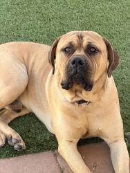 Reunited Male Dog last seen Near W 106th St, Los Angeles, CA 90047, USA, Los Angeles, CA 90047