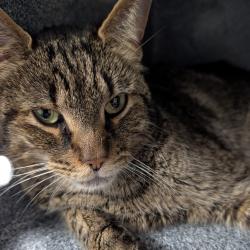 Shelter Stray Female Cat last seen , 328 Furman Hall Rd, Greenville, SC 29609, USA