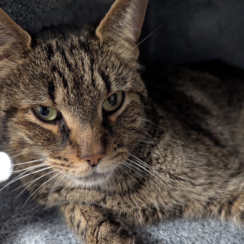 Shelter Stray Female Cat last seen , 328 Furman Hall Rd, Greenville, SC 29609, USA
