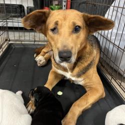 Shelter Stray Female Dog last seen , 2451 N Expressway 281, Edinburg, TX 78541, USA
