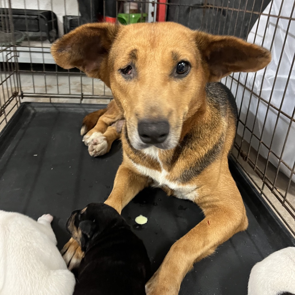Shelter Stray Female Dog last seen , 2451 N Expressway 281, Edinburg, TX 78541, USA