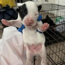 Shelter Stray Male Dog last seen , 2451 N Expressway 281, Edinburg, TX 78541, USA
