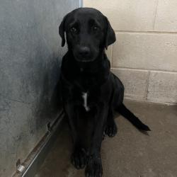 Shelter Stray Female Dog last seen , 2451 N Expressway 281, Edinburg, TX 78541, USA