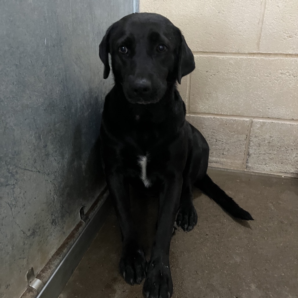 Shelter Stray Female Dog last seen , 2451 N Expressway 281, Edinburg, TX 78541, USA