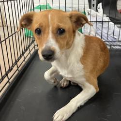 Shelter Stray Female Dog last seen , 2451 N Expressway 281, Edinburg, TX 78541, USA