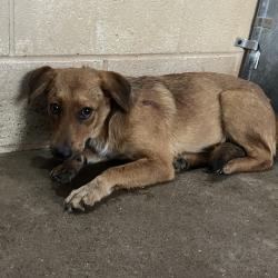Shelter Stray Female Dog last seen , 2451 N Expressway 281, Edinburg, TX 78541, USA