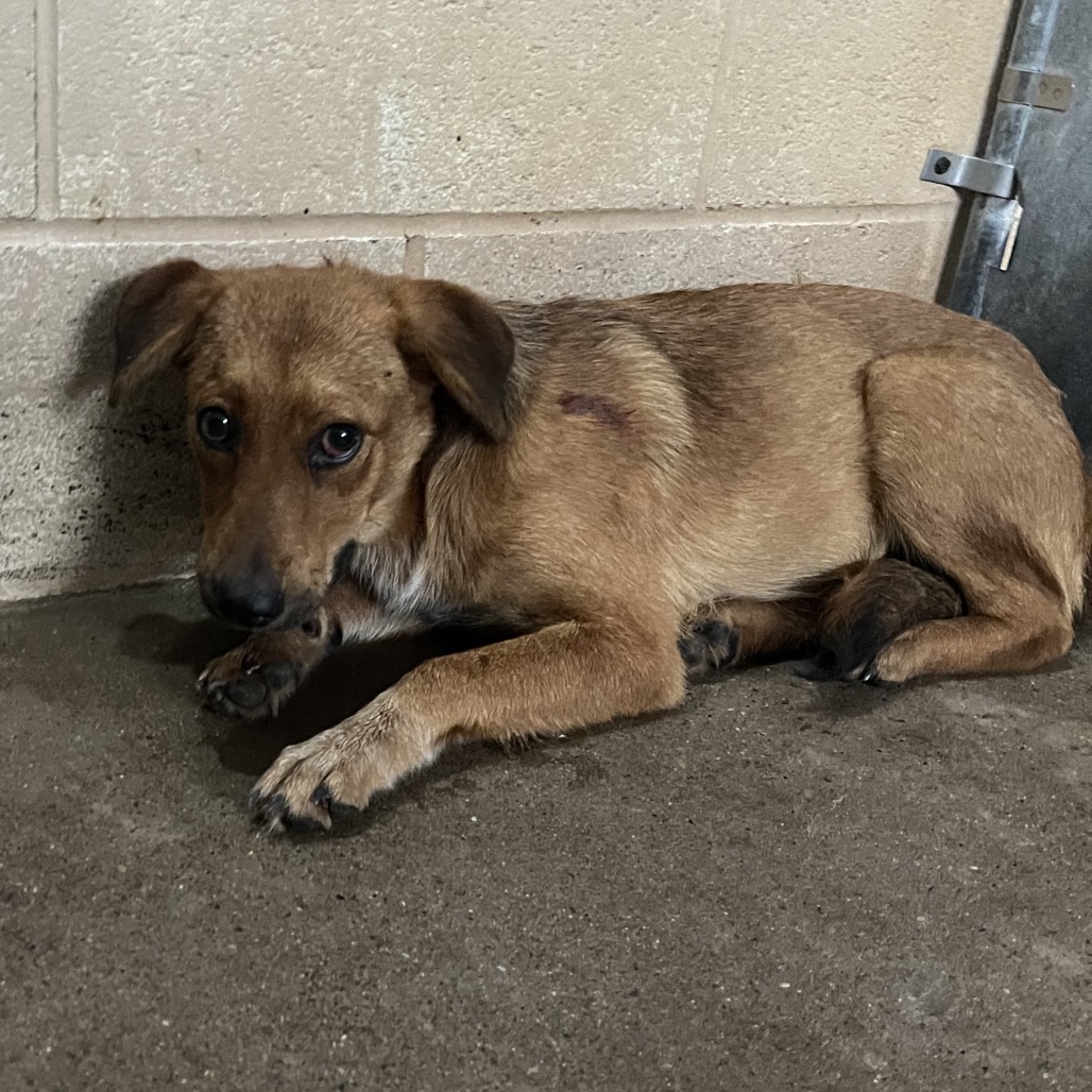 Shelter Stray Female Dog last seen , 2451 N Expressway 281, Edinburg, TX 78541, USA