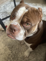 Reunited Male Dog last seen Fontana, Ca (Sierra lakes) , Fontana, CA 92336