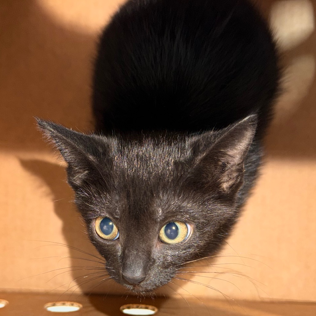 Shelter Stray Female Cat last seen , 3607 N Armenia Ave, Tampa, FL 33607, USA
