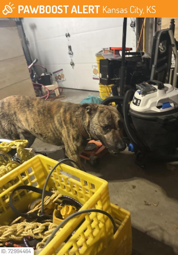 Found/Stray Male Dog last seen Parallel , Kansas City, KS 66109