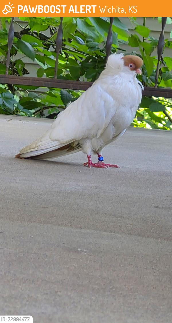 Found/Stray Unknown Bird last seen Hydraulic and Zimmerly. On my porch, Wichita, KS 67211