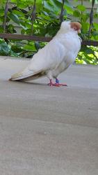 Found/Stray Unknown Bird last seen Hydraulic and Zimmerly. On my porch, Wichita, KS 67211