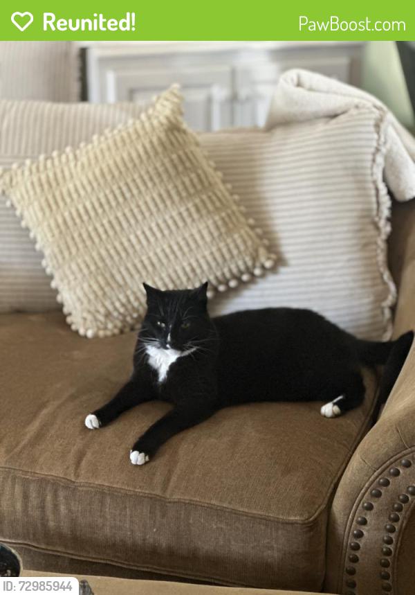 Reunited Male Cat last seen Carson and clark, Long Beach, CA 90831