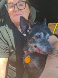 Reunited Female Dog last seen Jones and cheyenne , Las Vegas, NV 89108