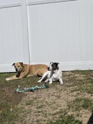 Reunited Female Dog last seen Ocen and old county rd, Edgewater, FL 32132