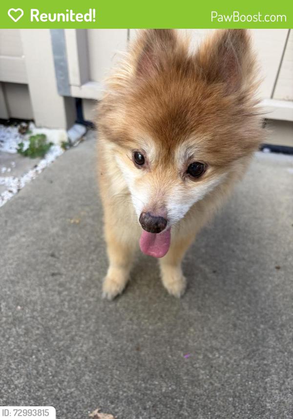 Reunited Male Dog last seen Detroit and Pine Creek Way, Concord, CA 94520