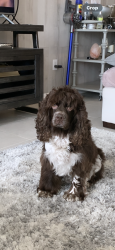 Lost Male Dog last seen North Florida avenue , Tampa, FL 33604
