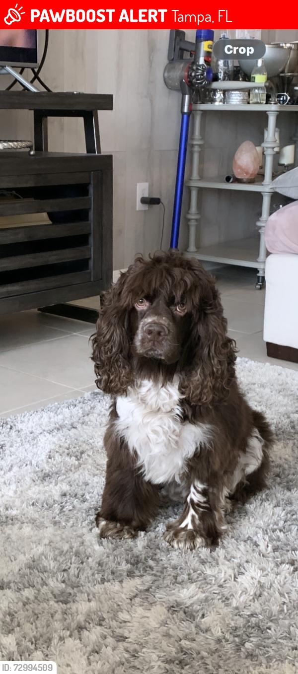 Lost Male Dog last seen North Florida avenue , Tampa, FL 33604