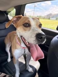 Found/Stray Female Dog last seen N Cumberland Rd / Valley Creek area, Indianapolis, IN 46229