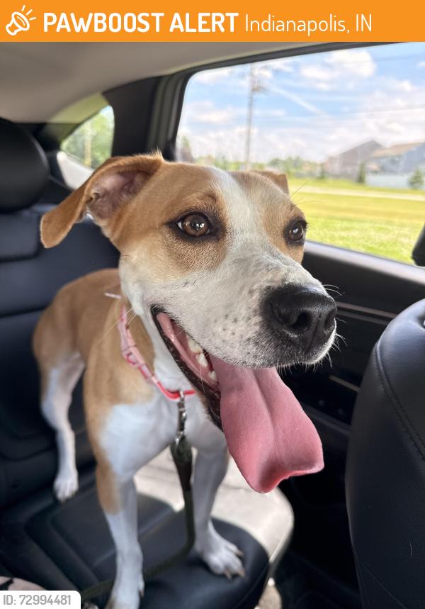 Found/Stray Female Dog last seen N Cumberland Rd / Valley Creek area, Indianapolis, IN 46229