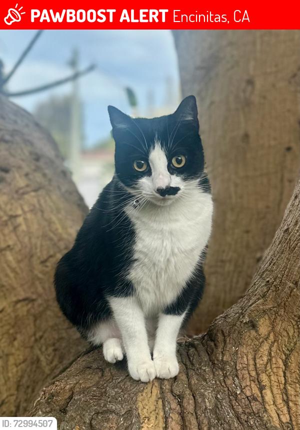 Lost Female Cat last seen Leucadia Seabluffe Village, Encinitas, CA 92024